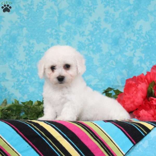 Nile, Bichon Frise Puppy